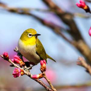 8 Tips for A First-Time Birdwatcher